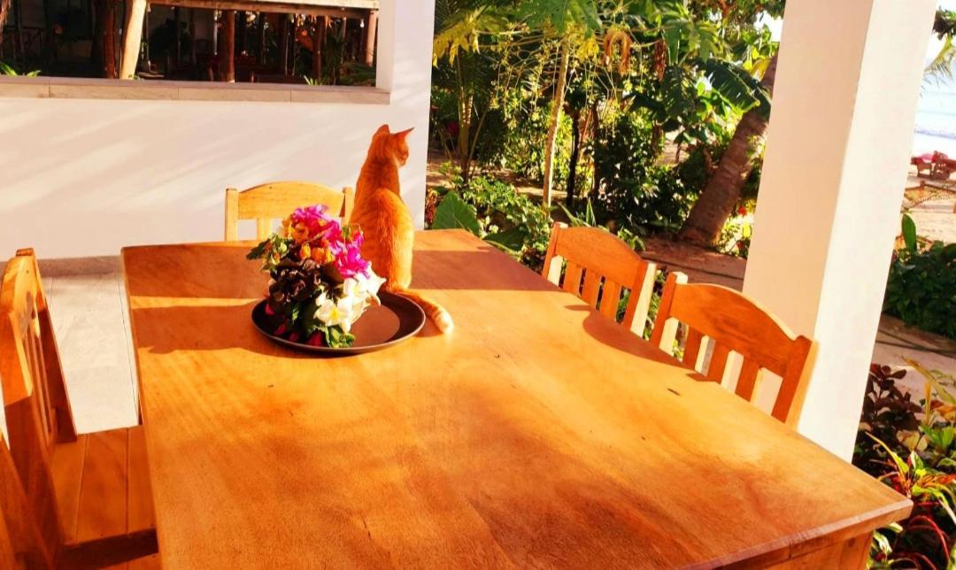Sipano Beach Lodge Kiwengwa 吉汶瓦 外观 照片